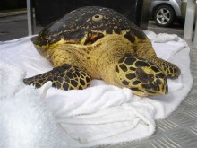 Turtle Nicknamed Sugar turtle_sugar1